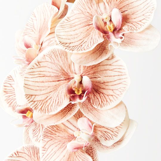 12 x Orchid Phalaenopsis Infused x8