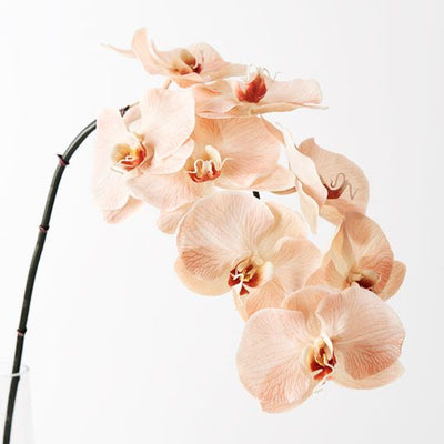 12 x Orchid Phalaenopsis Infused x8