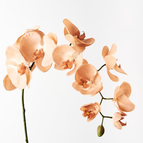 Orchid Phalaenopsis Spray Pack of 12