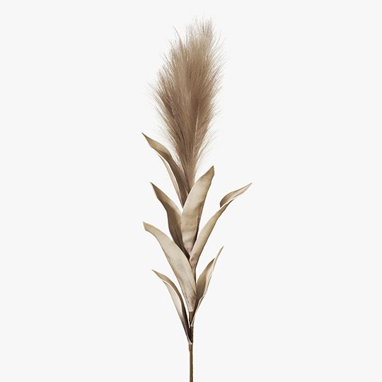 12 x Pampas Grass w/Leaf