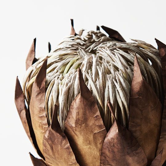 12 x Protea King