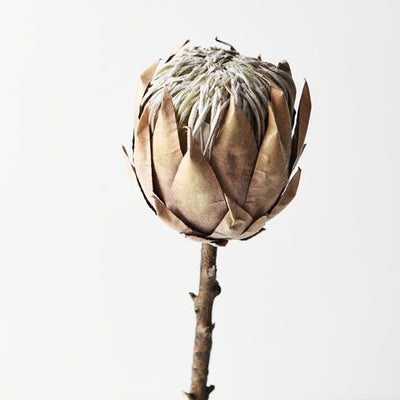 12 x Protea King