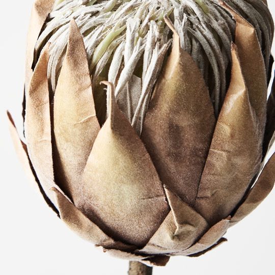 12 x Protea King