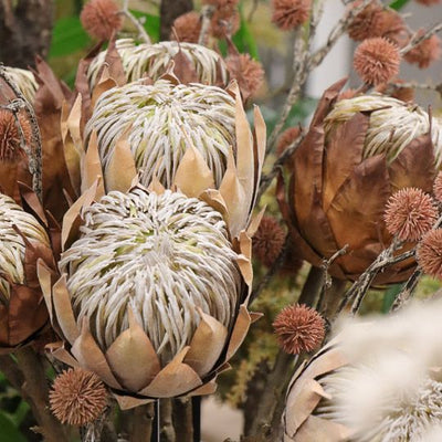 12 x Protea King