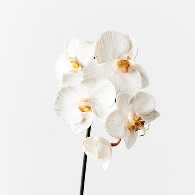 12 x Orchid Phalaenopsis Infused Mini