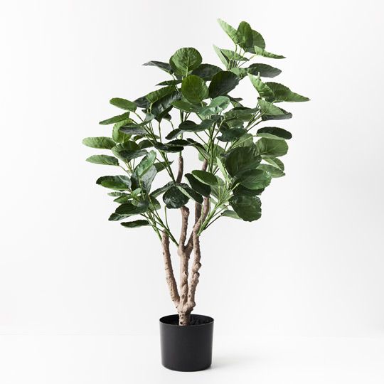 2 x Peperomoides Plant