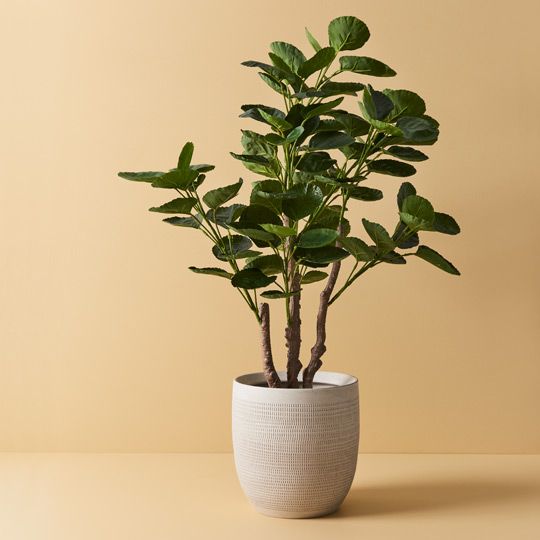 2 x Peperomoides Plant