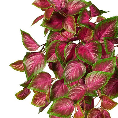 12 x Coleus Hanging Bush (UV)