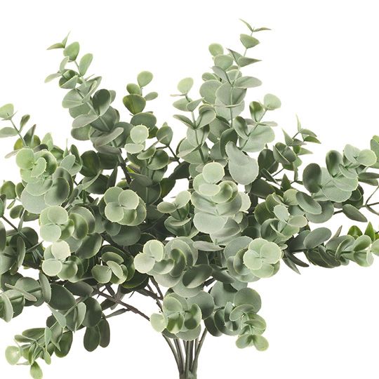 12 x Eucalyptus Bush