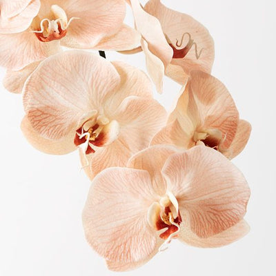 12 x Orchid Phalaenopsis Infused x8